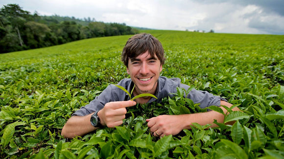 harvesting and crafting tea