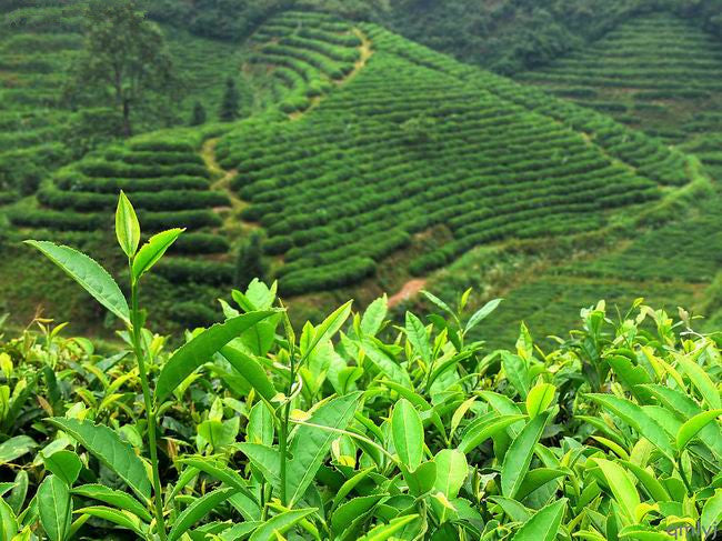 a lush green hillside covered in lots of trees