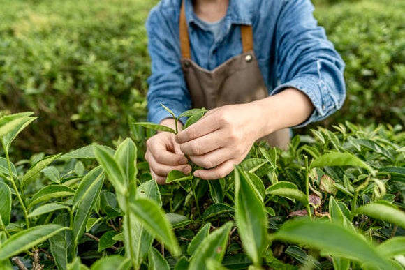 Best Tea Blends. Exploring Terroir: The Secret Behind Best Tea Blends