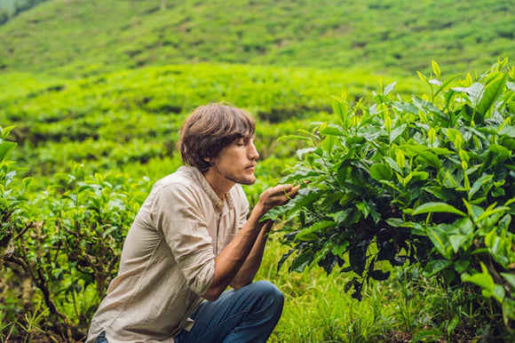 a man kneeling down in a field picking tea leaves